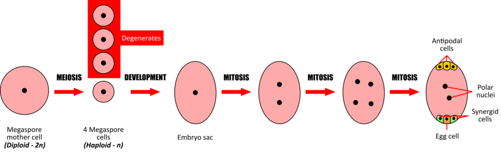 development of the embryo sac