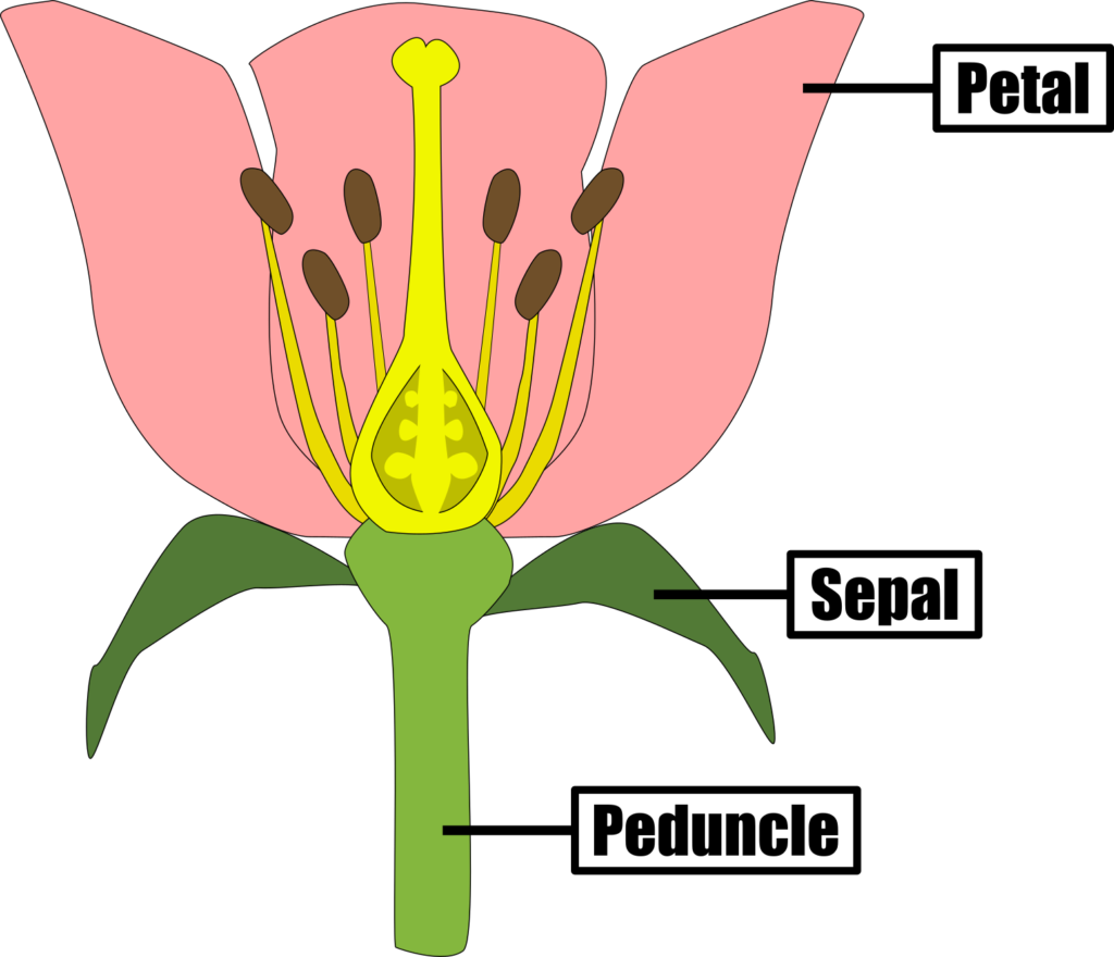 accessory parts of the flower