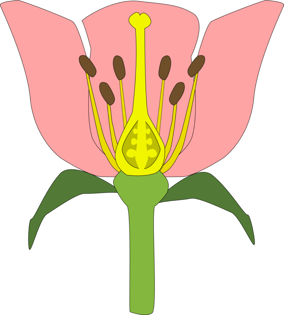 structure of a flower