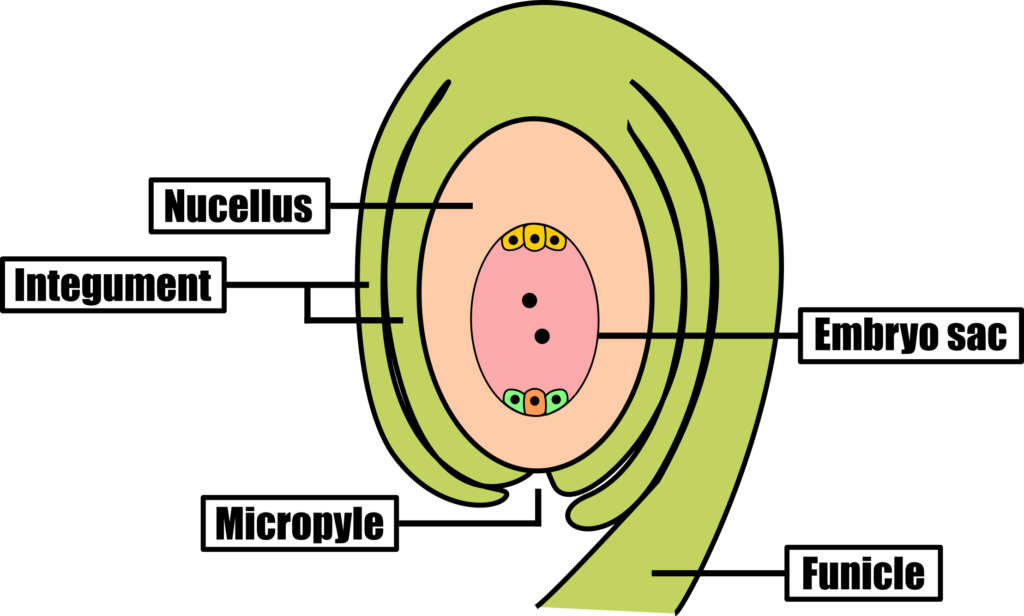 structure of the ovule