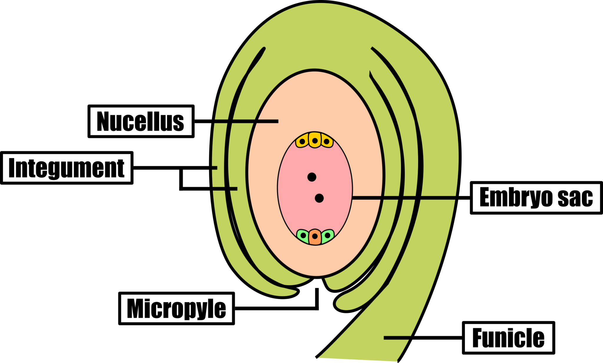 Development of Pollen Grains and Embryo Sac | Mr Ruel Tuition